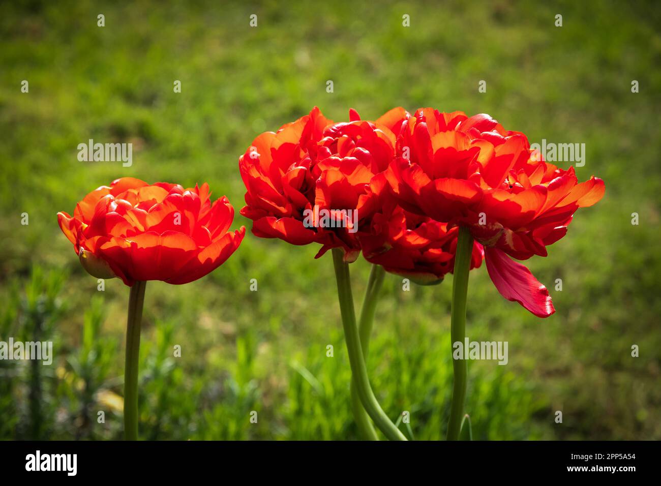 Rote Tulpenblüten im Frühling. Frühlingsblühende, mehrjährige, krautige bulbäre Geophyten. Stockfoto