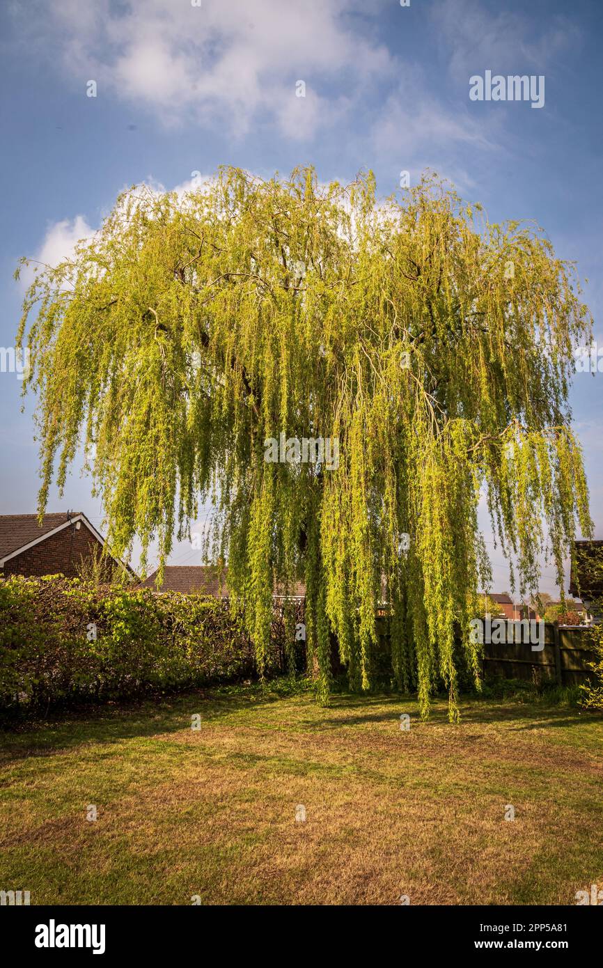 Trauerweide Baum im Frühling. Stockfoto