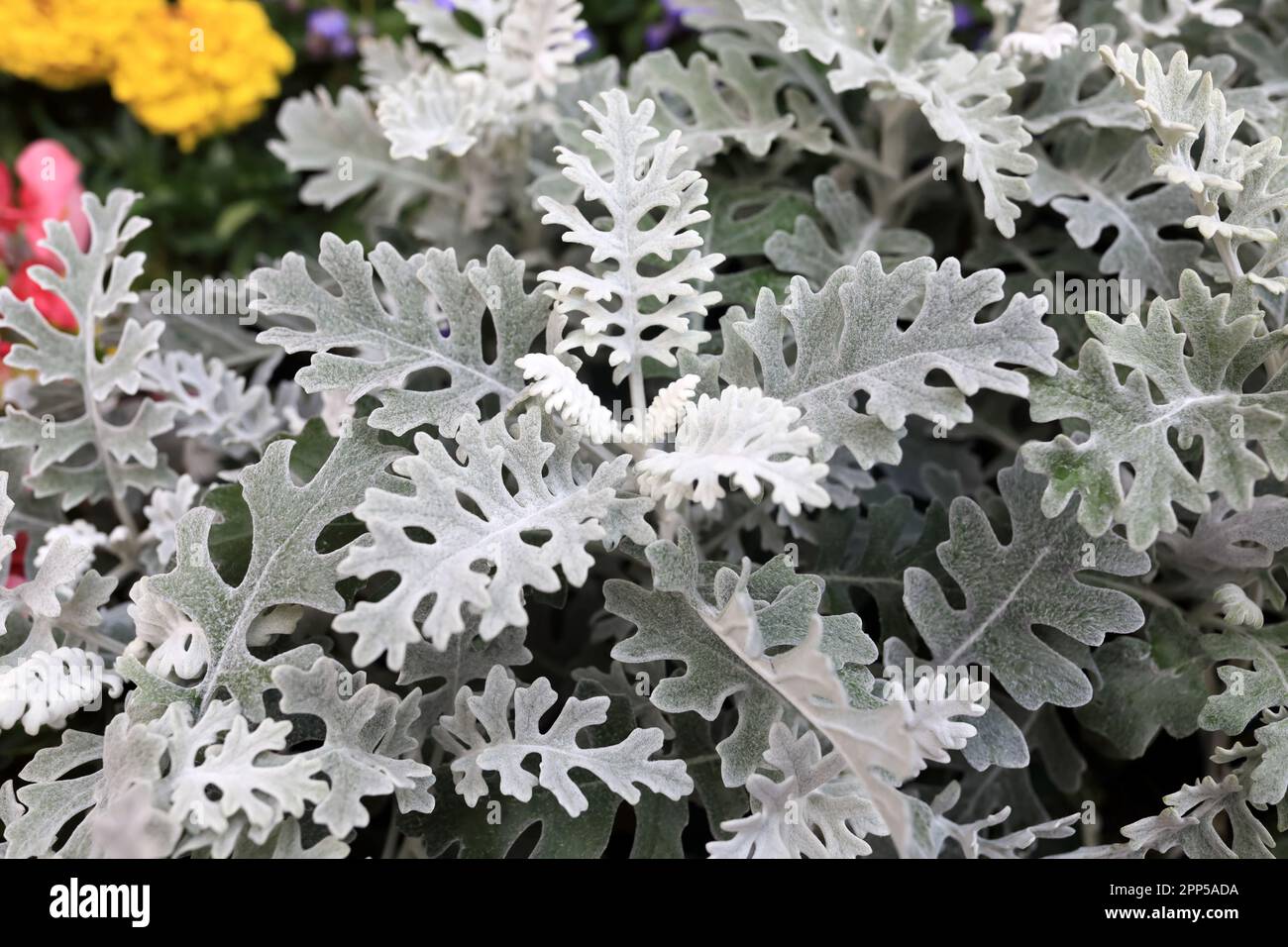 Blick auf die senecio cineraria-Blumen im Garten Stockfoto