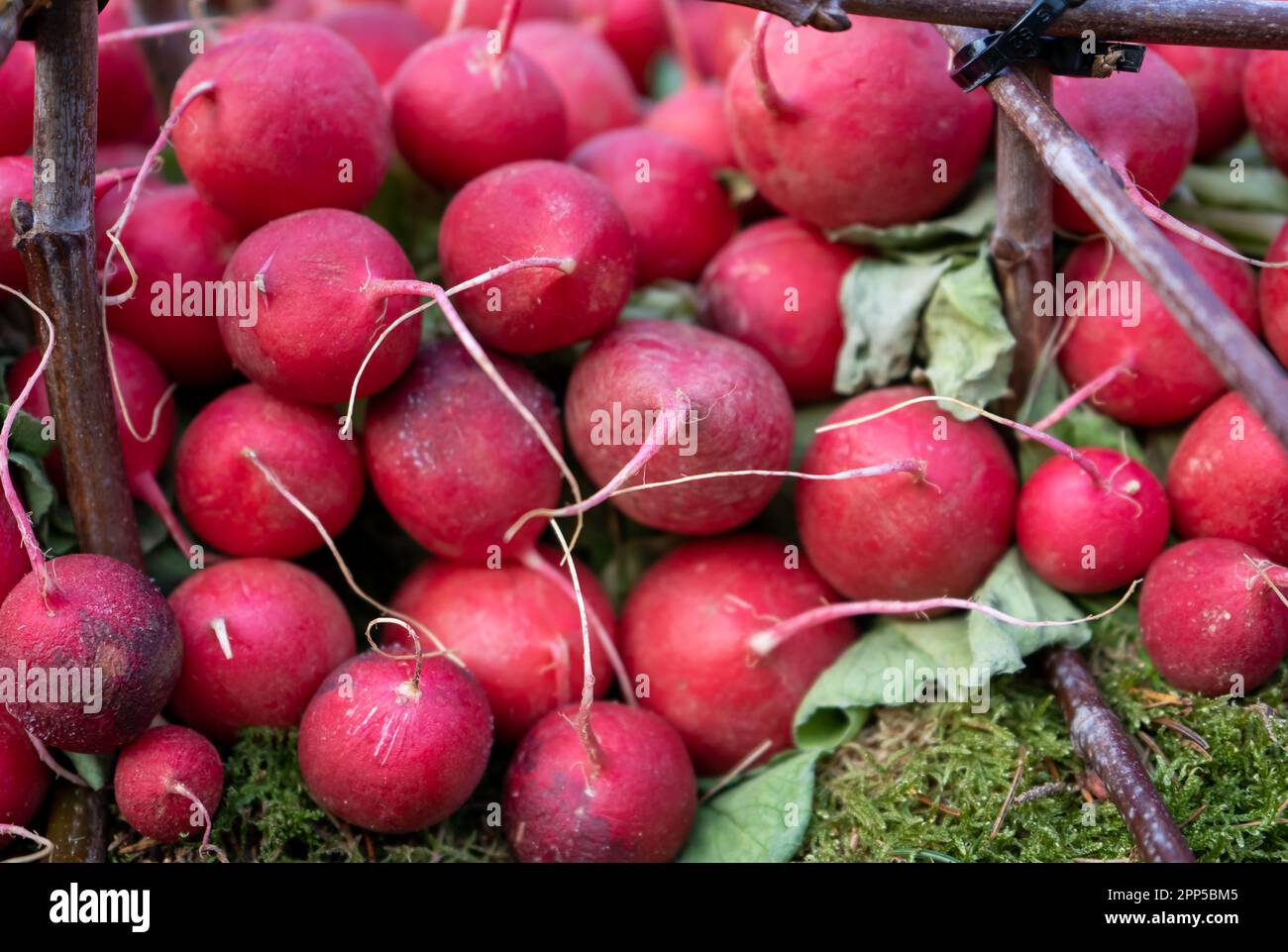 Radieschen in einem Korb, saftiges Gemüse, würzig im Geschmack. Stockfoto