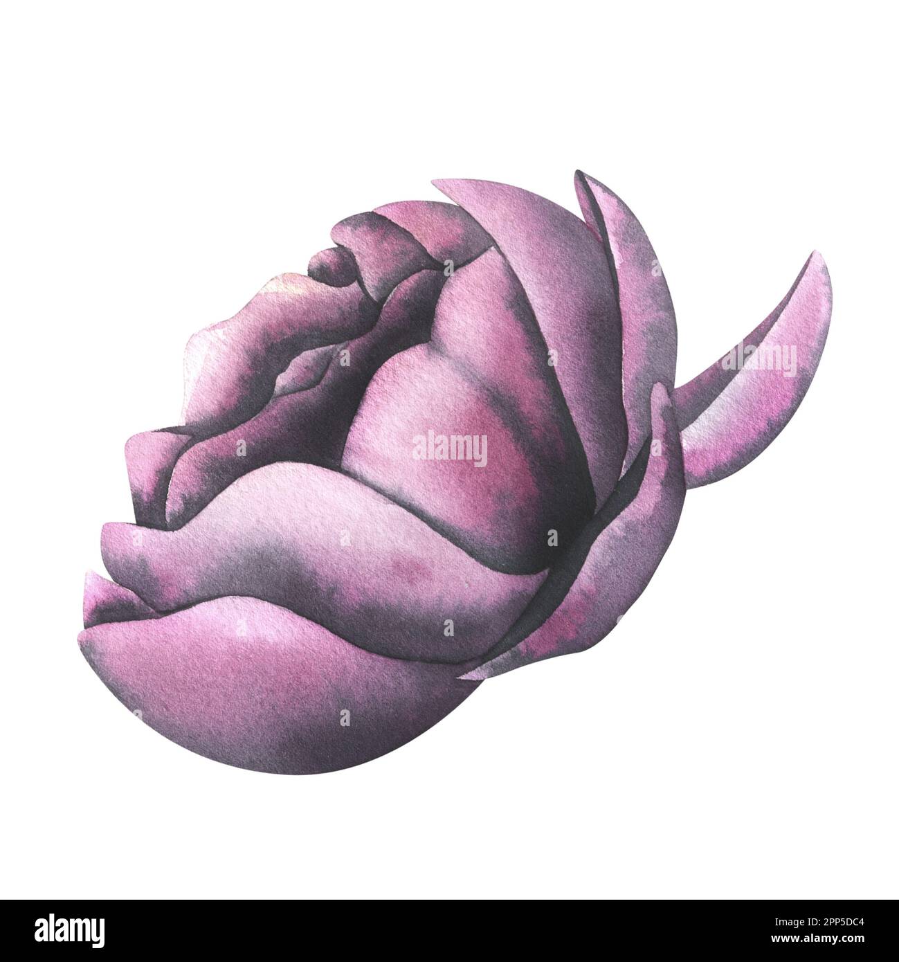 burgunder Rosenknospe mit Pfingstrosen, Seitenansicht. Handgezeichnete Aquarelle. Isoliertes Objekt auf weißem Hintergrund. Für Dekoration und Design, Dekor. Stockfoto