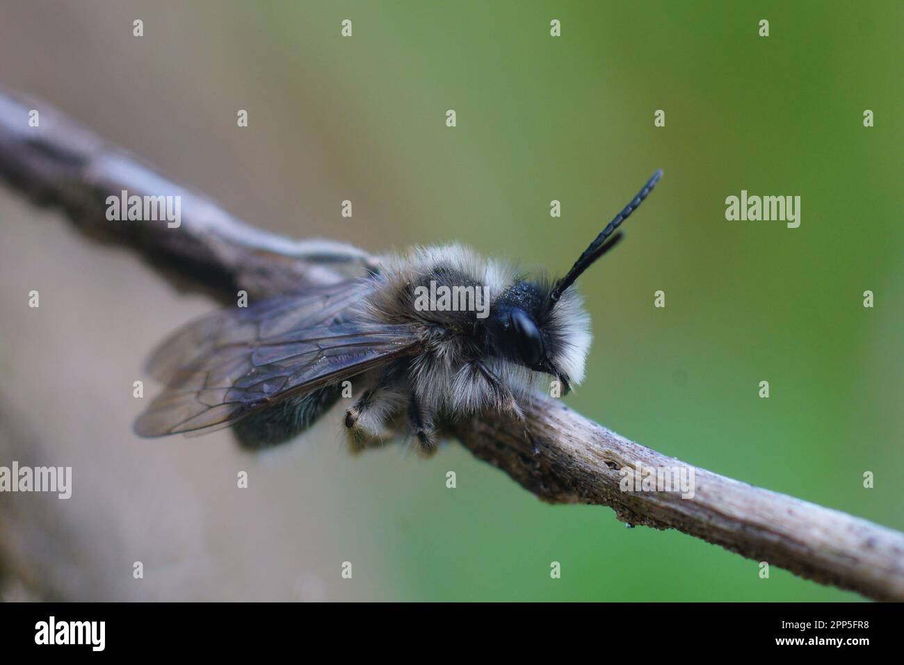 Natürliche Nahaufnahme einer männlichen Clarkes Bergbaubiene, Andrena Clarkella sitzt in einem Zweig Stockfoto