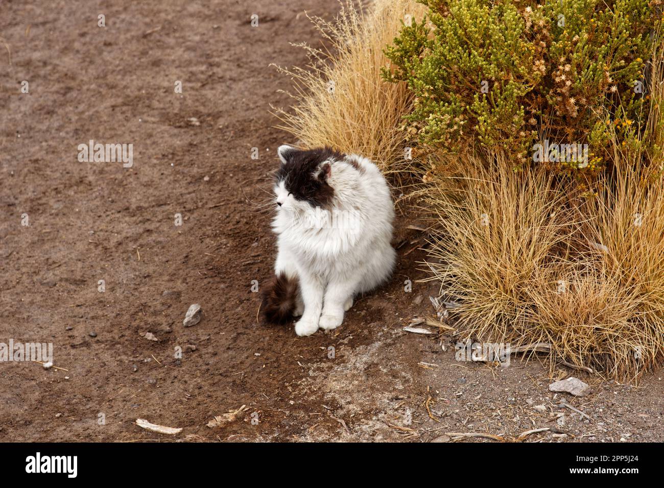 Eine einsame Katze in der Nähe von Laguna Cañapa, Departement Potosí, Bolivien Stockfoto