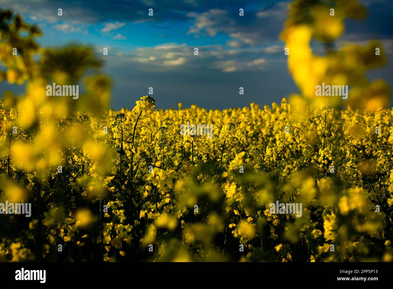Grasfeld bei Sonnenuntergang Stockfoto
