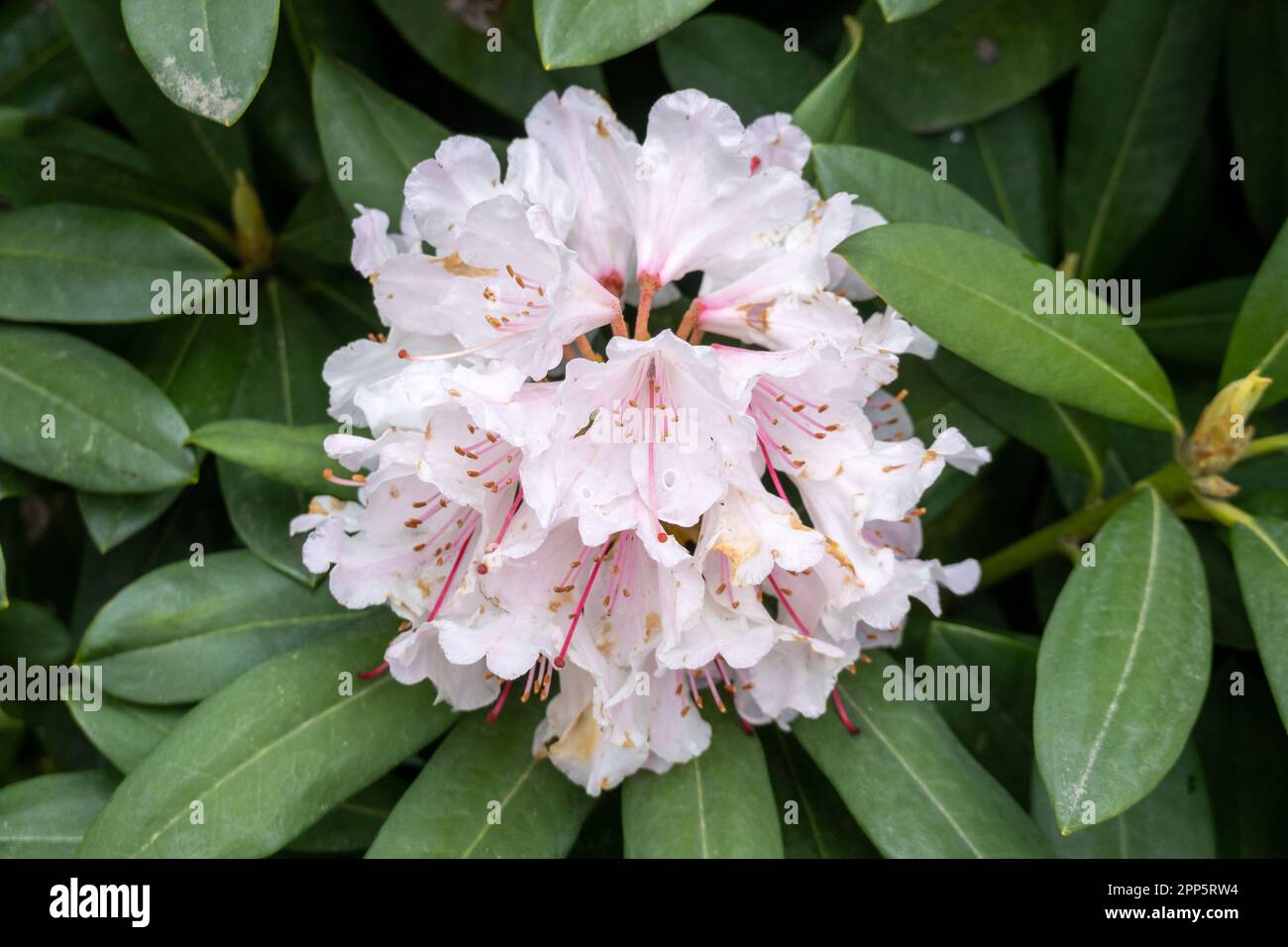 Rhododendron, helle rosa, fast weiße Blüten im Frühling, Niederlande Stockfoto