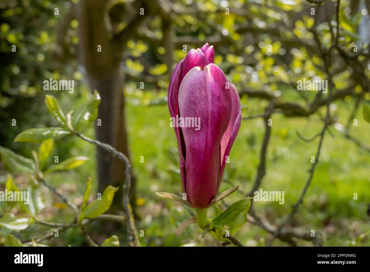 Lily Magnolia, Magnolia liliiflora Nigra, Single Dark Roze oder purpurrote Blütenknospe im Frühling, Niederlande Stockfoto