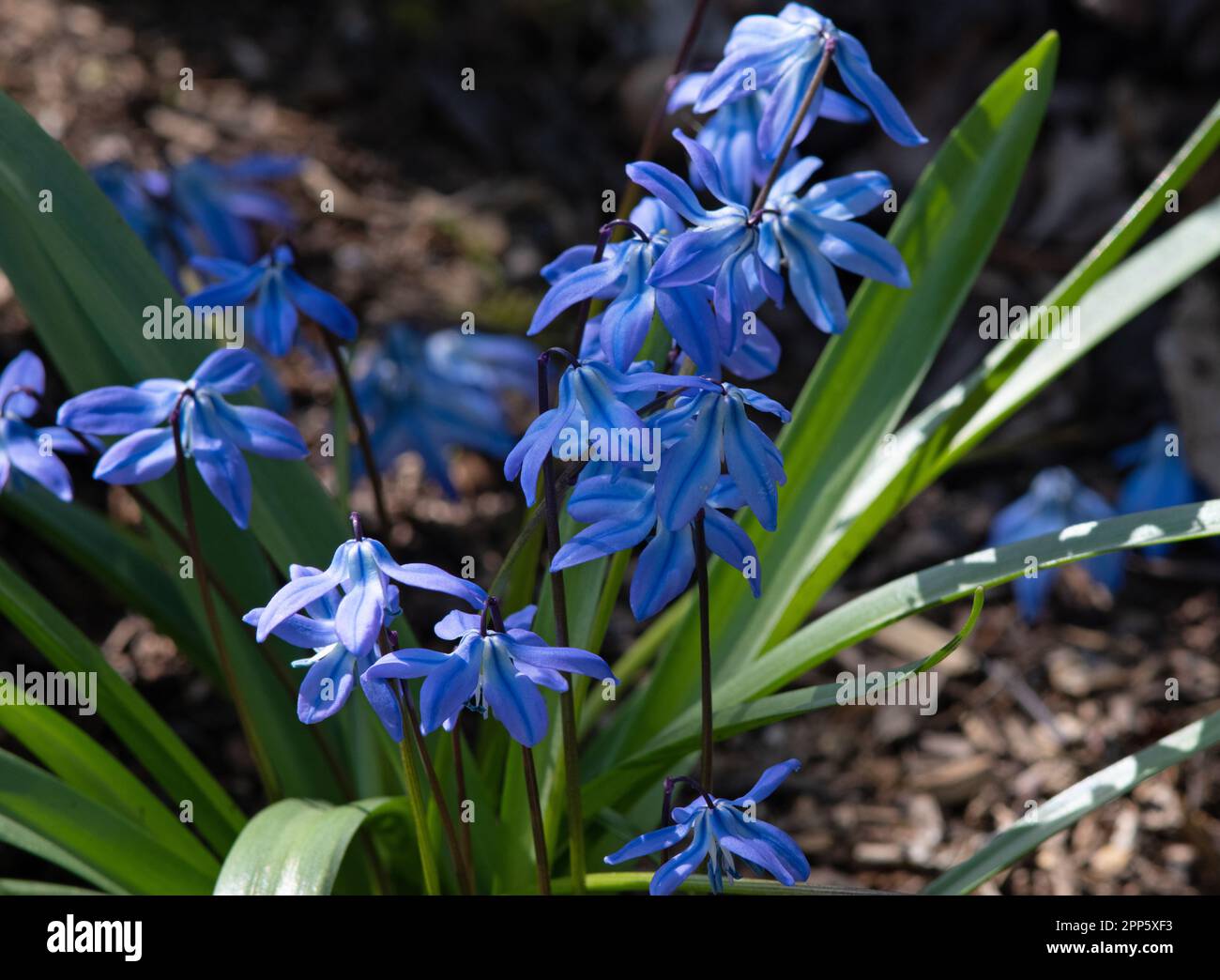 Scilla siberica Stockfoto