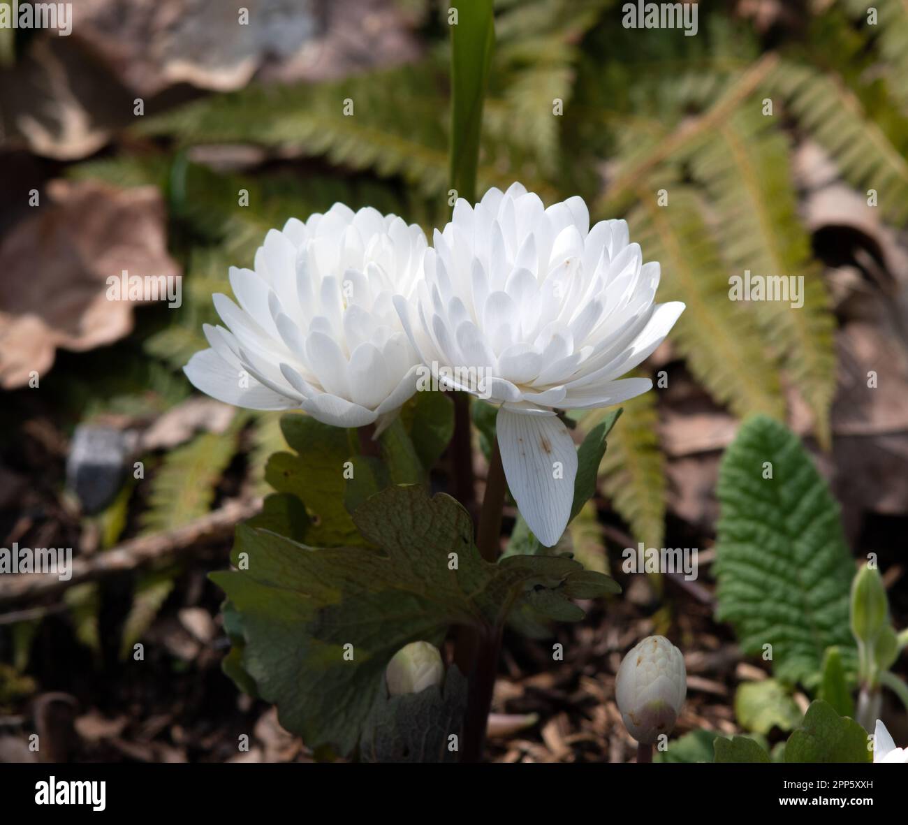 Sanguinaria canadensis Flore Plena Stockfoto