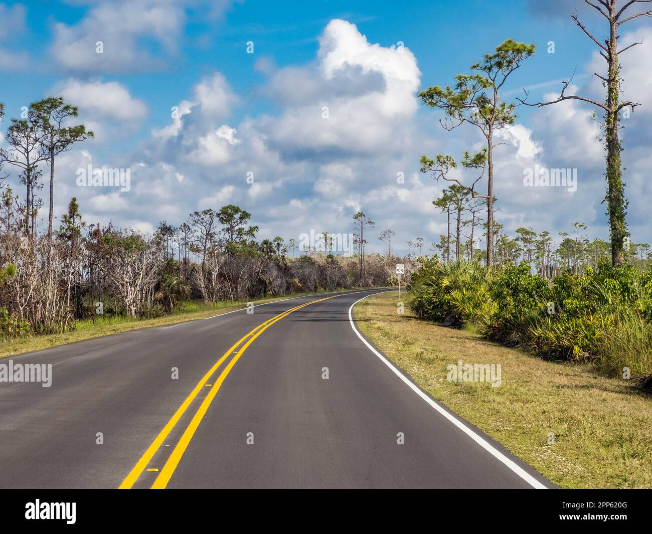 Main Park Road im Everglades-Nationalpark im Süden Floridas, USA Stockfoto