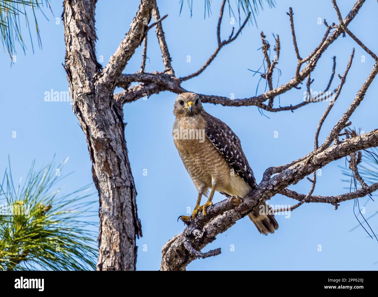 Red Shoulded Hawk in der Mahogany Hammock Area im Everglades-Nationalpark im Süden Floridas, USA Stockfoto