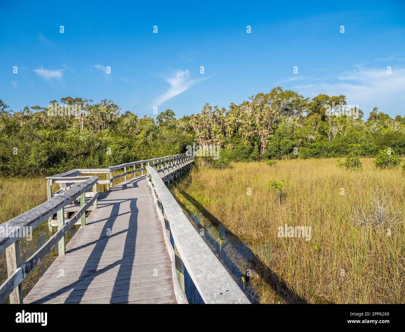 Promenade im Gebiet Mahogany Hammock im Everglades-Nationalpark im Süden Floridas, USA Stockfoto