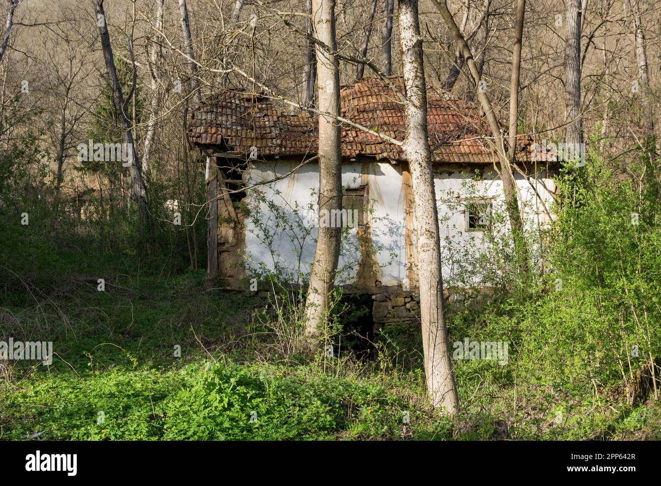 Eine extrem alte primitive Wassermühle, die langsam von selbst zusammenbricht, befindet sich im Wald und ist mit Büschen und Bäumen überwuchert Stockfoto