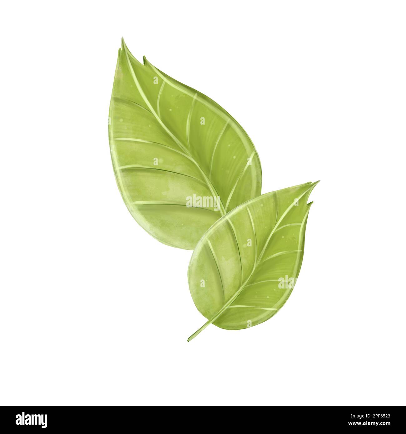 Aquarelle isolieren sich auf weißem Hintergrund. Frisches Gemüse. Freihandzeichnung. Stockfoto