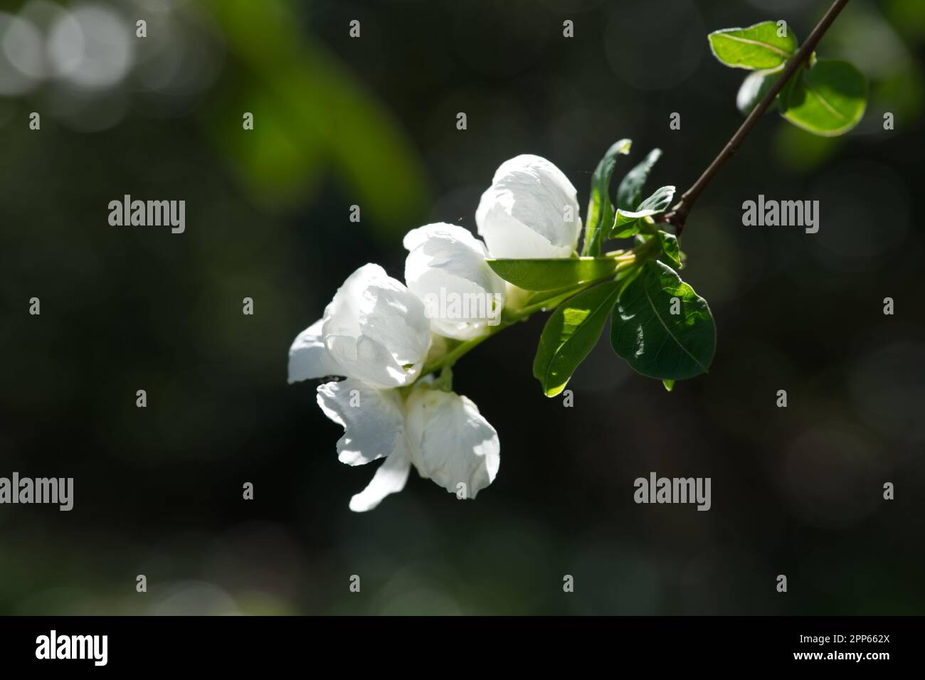Weiße Frühlingsblumen von Pearl Bush Exochorda x Macrantha „die Braut“ im britischen Garten April Stockfoto