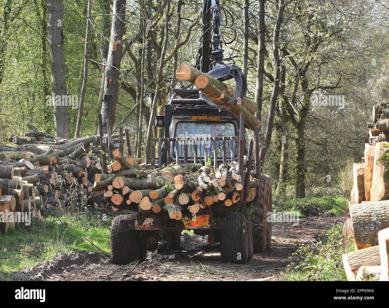 Holzfällmaschine bei der Arbeit Holzstapel in den Chiltern Hills in England Stockfoto