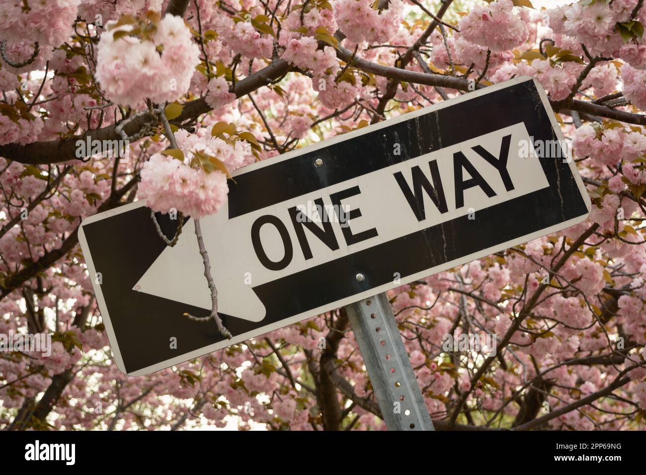 Einbahnschild mit Kirschblüten, Cold Spring, New York Stockfoto