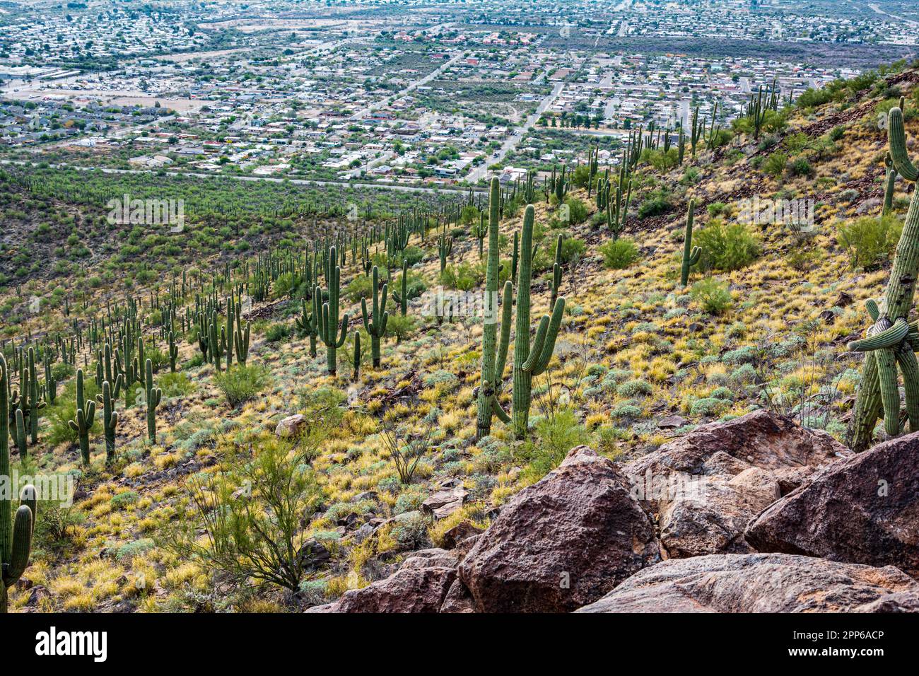 Blick auf Cactus und Saguaro am Tumamoc Hill, Tucson, Arizona Stockfoto