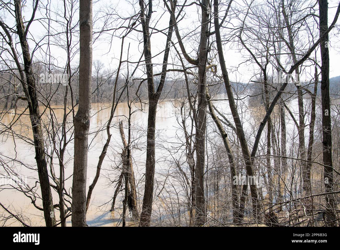 Überschwemmungen am Grand River in den Frühlingswäldern von Michigan Stockfoto