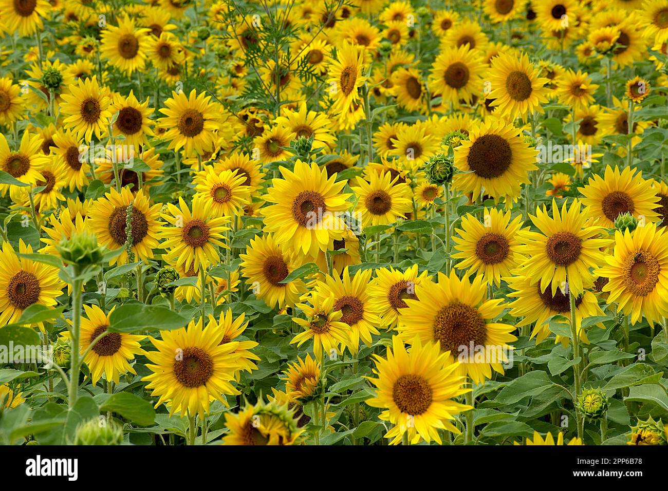 Gelbe Sommersonnenblumen auf einem Feld auf dem Land in Michigan Stockfoto