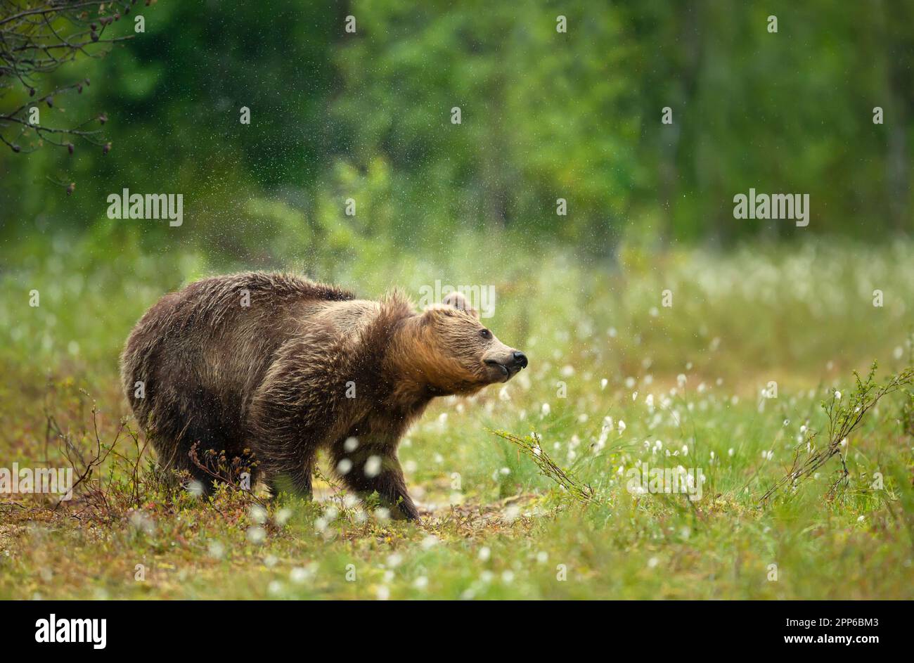 Nahaufnahme eines eurasischen Braunbären, der nach dem Regen in einem Wald, Finnland, Wasser abschüttelt. Stockfoto