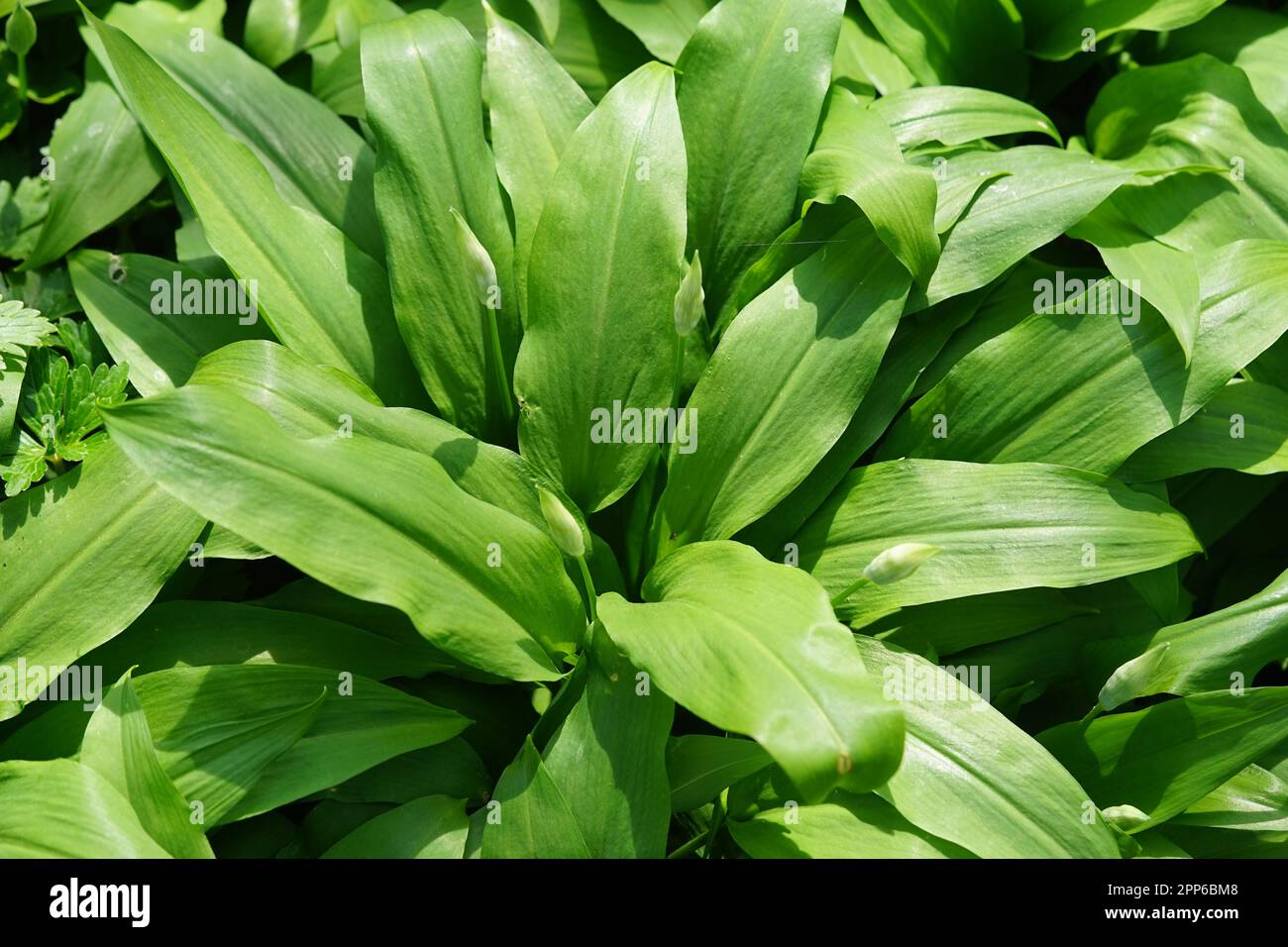 Wilder Knoblauch, große Blätter Stockfoto