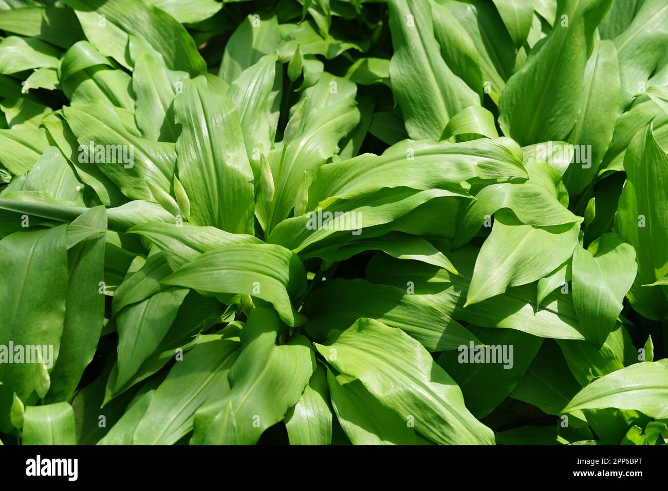 Wilder Knoblauch, große Blätter Stockfoto