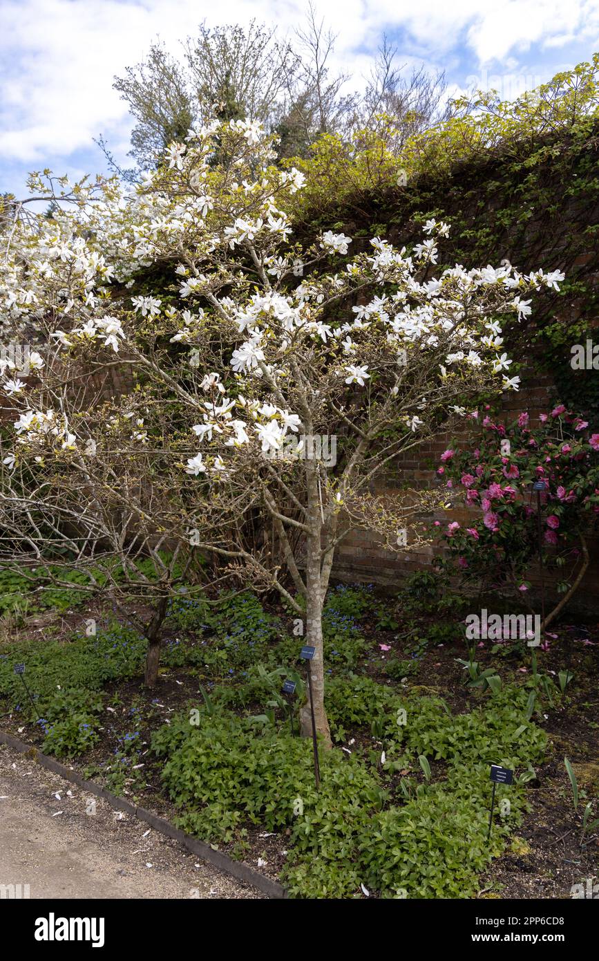 Sternmagnolie, Magnolia stellata mit weißen Blüten im Frühling in einem britischen Garten; Großbritannien Stockfoto