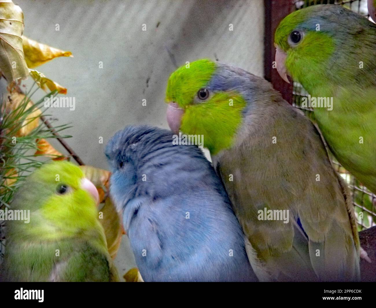 Tropische Vögel. Stockfoto