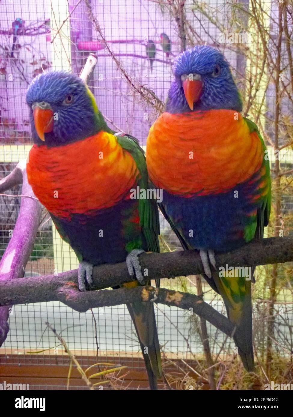 Tropische Vögel. Stockfoto