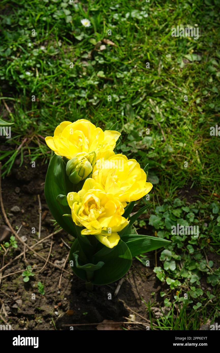 tulpe in weiß-rot-gelb neu, I Stockfoto