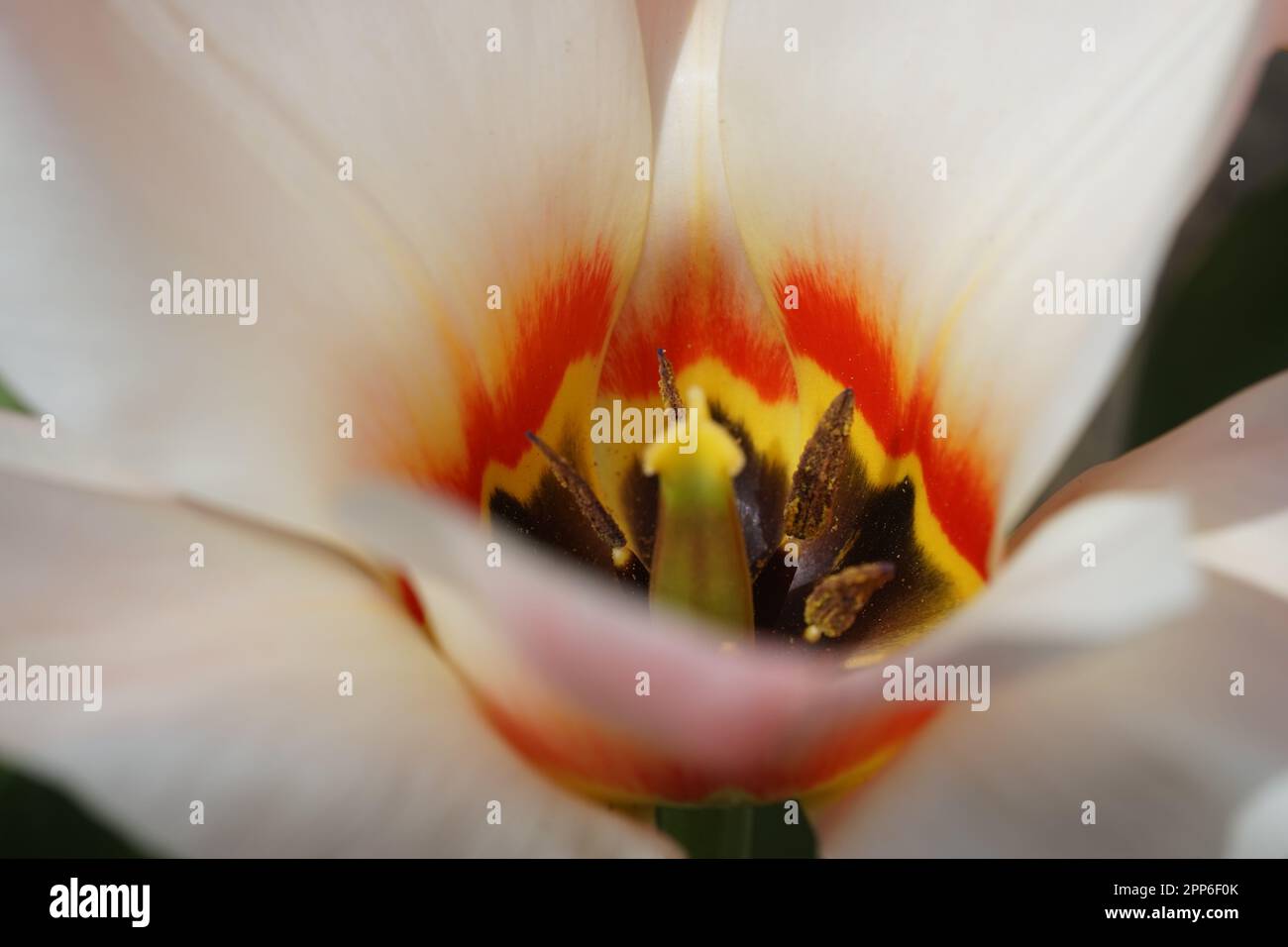 tulpe in weiß-rot-gelb neu, I Stockfoto