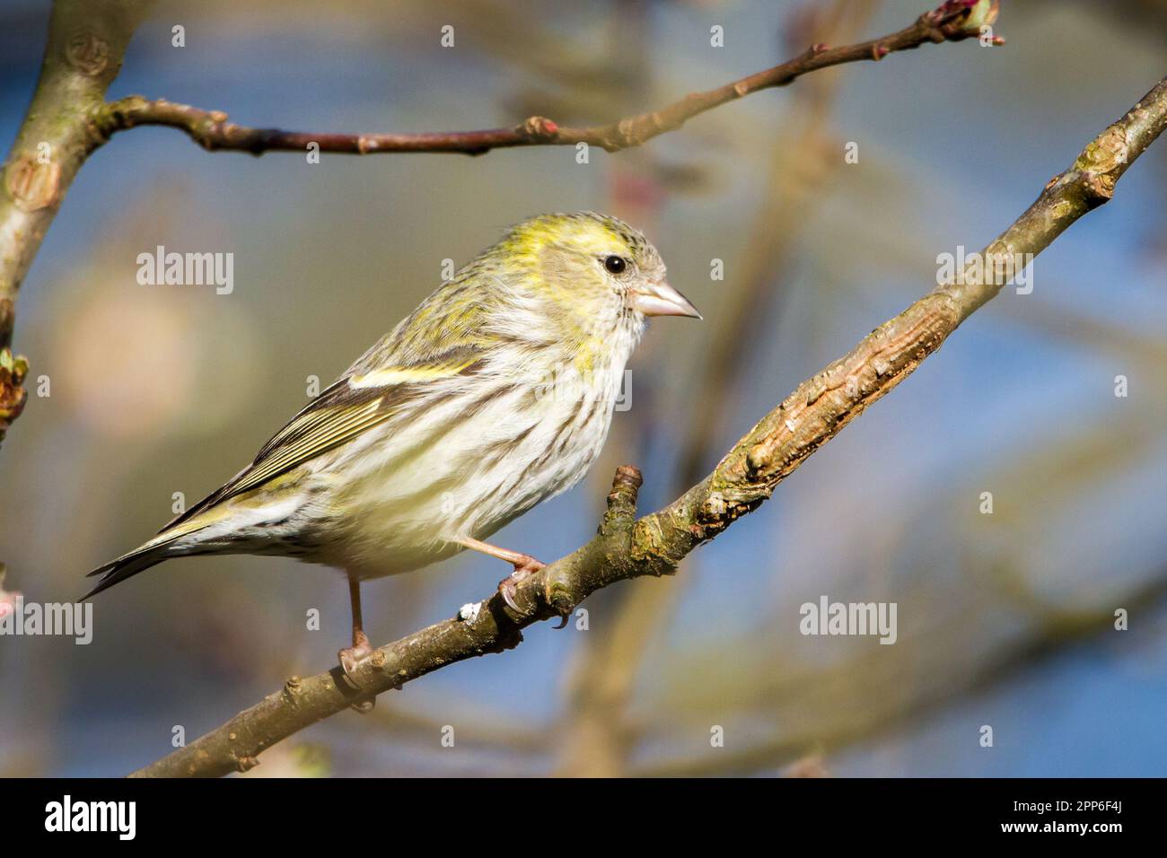 Zwergzeisig, Schwarzkopf-Goldfink (Spinus spinus), weiblich Stockfoto