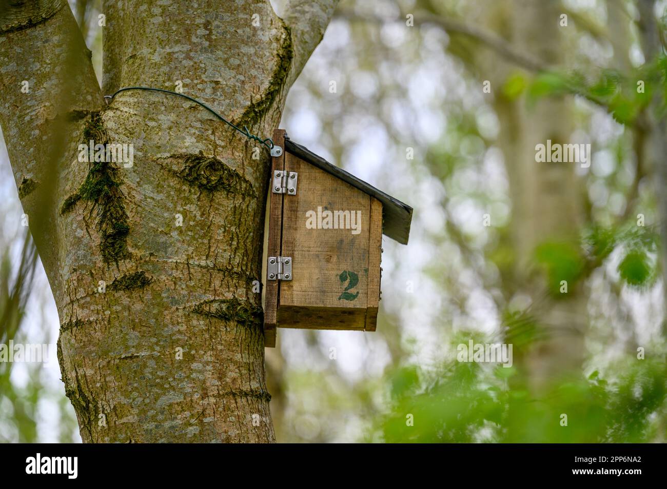 Hölzerne Nestkästen auf Bäumen in einem naturschutzgebiet, das wildvögel dazu anregt, sich in der Gegend zu vermehren. Stockfoto