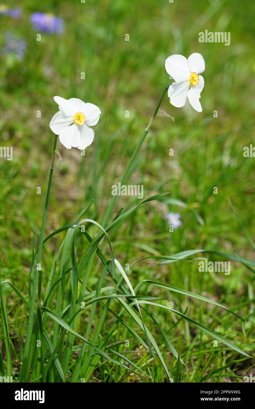 草上白水仙花, weiße Narzissen in einer weißen Narzissen mit gelben Stempeln draußen auf einer Wiese. Weiße Frühlingsblumen Stockfoto
