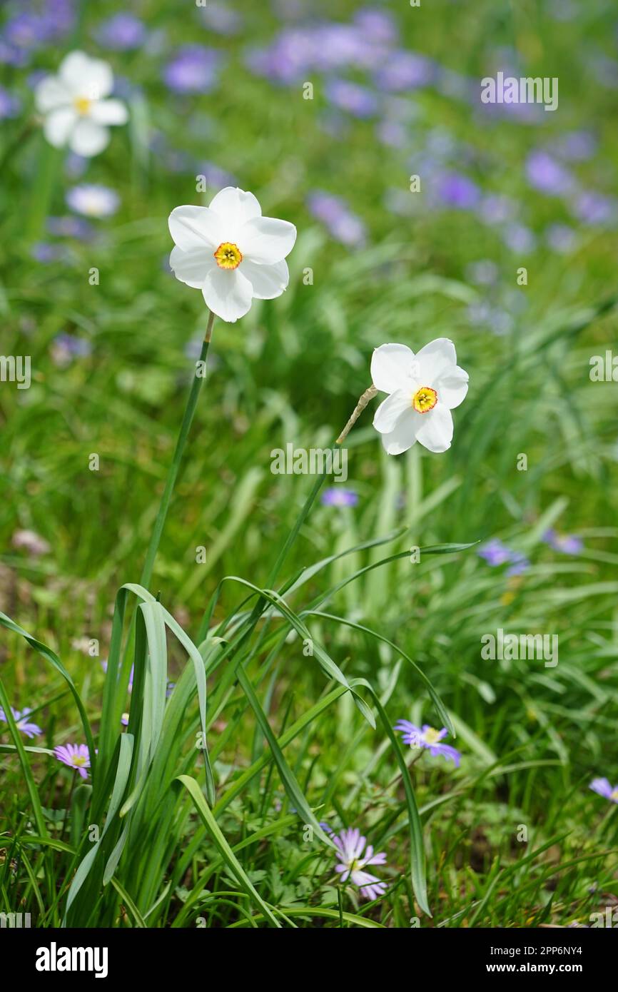 草上白水仙花, weiße Narzissen in einer weißen Narzissen mit gelben Stempeln draußen auf einer Wiese. Weiße Frühlingsblumen Stockfoto