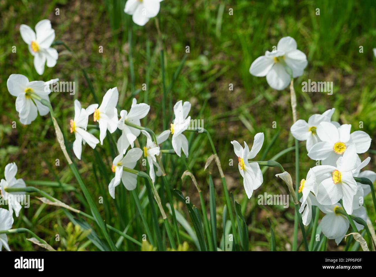 草上白水仙花, weiße Narzissen auf einer Wiese, weiße Narzissen mit gelben Narzissen draußen auf einer Wiese. Weiße Frühlingsblumen Stockfoto