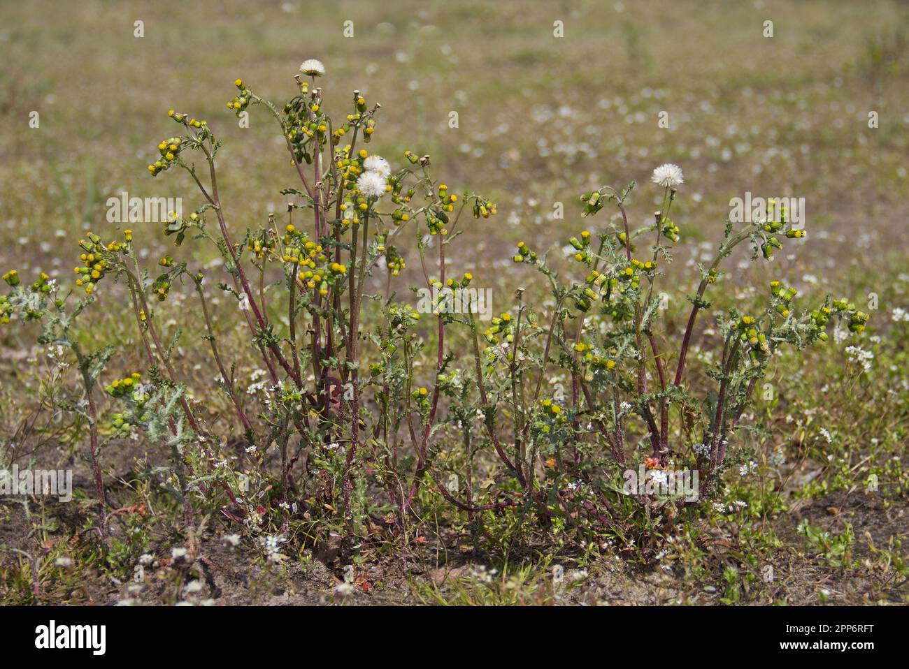 Senecio vulgaris, auch bekannt als Groundsel und Old-man-in-the-Spring, ein Gras mit gelben Blumen auf einem landwirtschaftlichen Feld Stockfoto