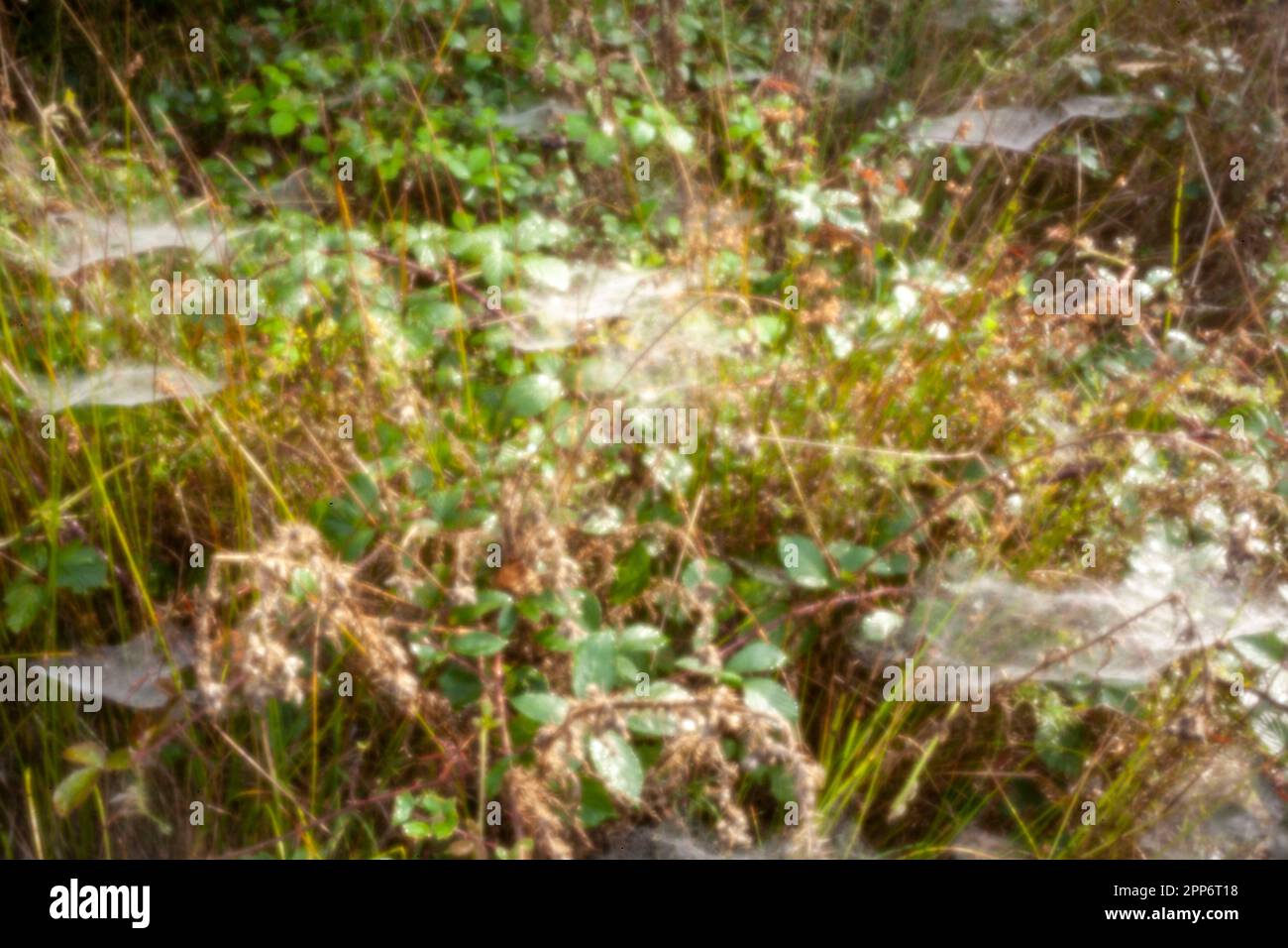 Pinhole Photography Nature Series. Neu, altersbeständig, digitales Zeitalter, ohne Objektiv, herausragend, Hochauflösendes Nadellochbild von Spinnennetzen auf Wiesengras Stockfoto