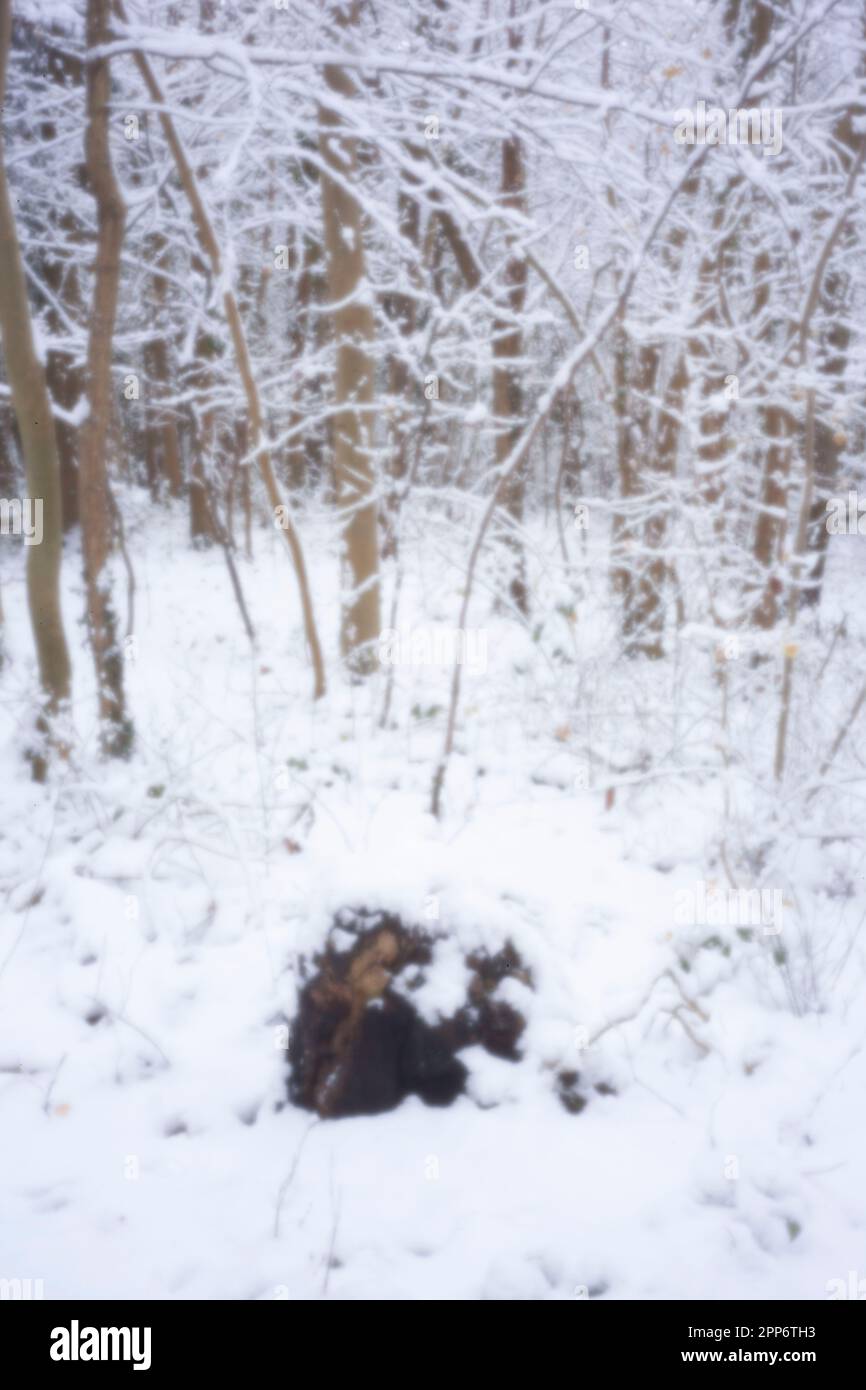 Pinhole Photography Woodland Series. Neu, altersbeständig, digitales Zeitalter, ohne Objektiv, herausragend, Hochauflösendes Nadellochbild einer schneebedeckten Landschaft Stockfoto