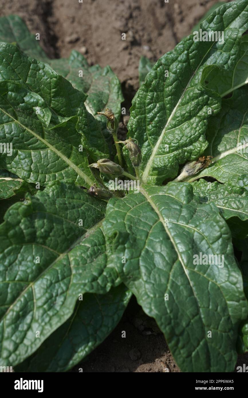AlrauneMandrake im Kräutergarten Stockfoto