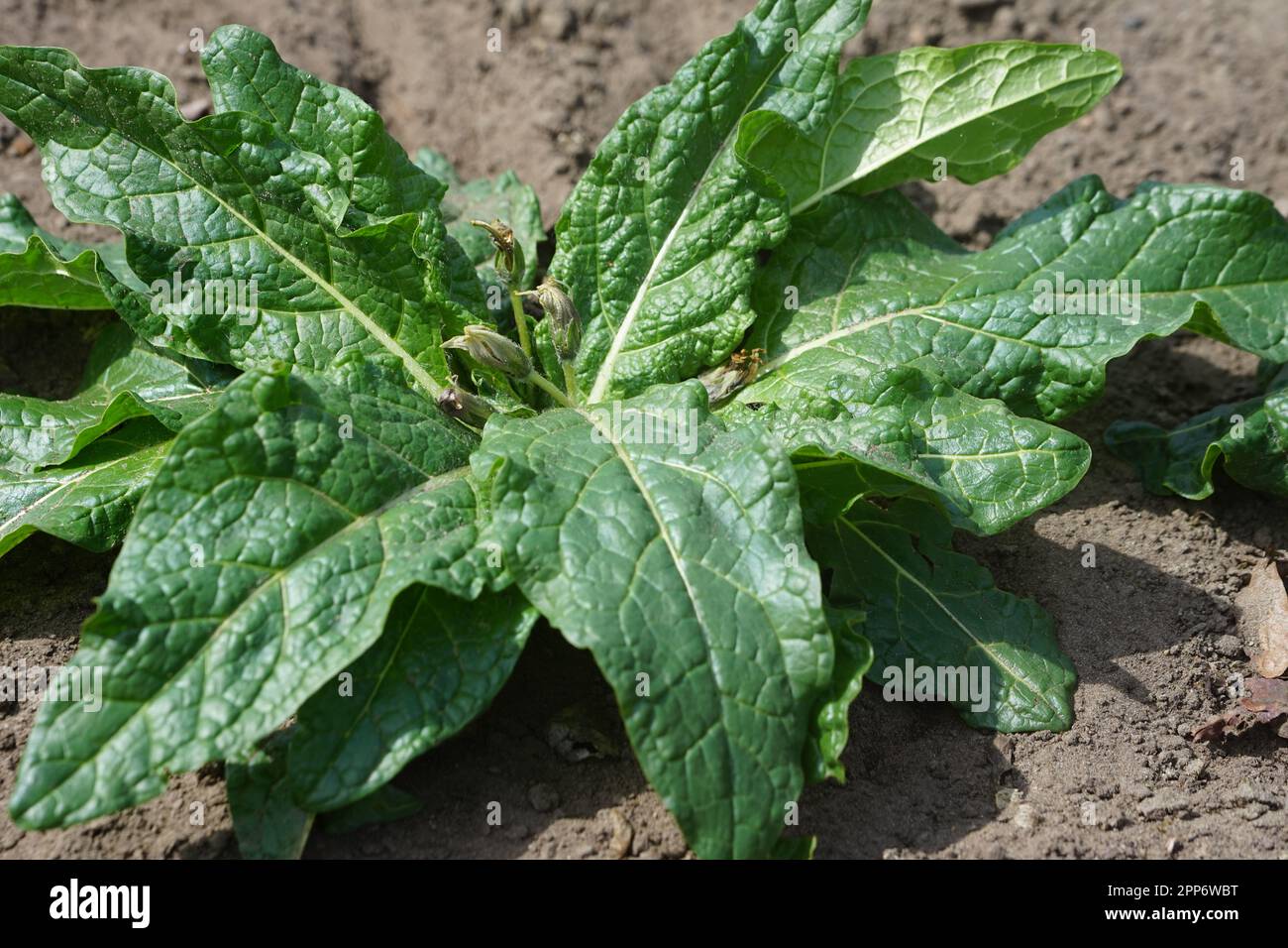 AlrauneMandrake im Kräutergarten Stockfoto