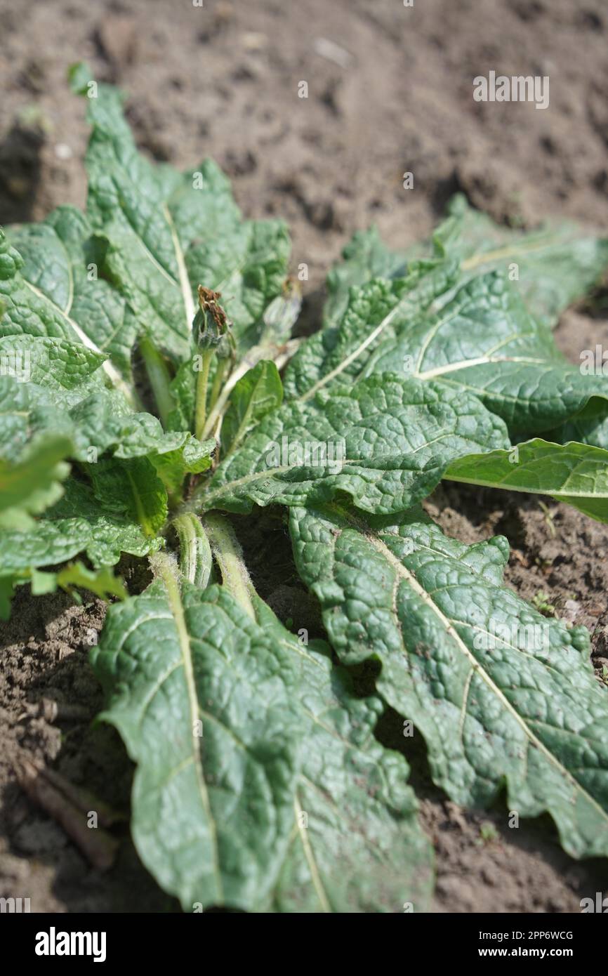 AlrauneMandrake im Kräutergarten Stockfoto