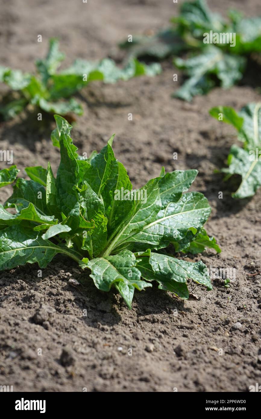 AlrauneMandrake im Kräutergarten Stockfoto
