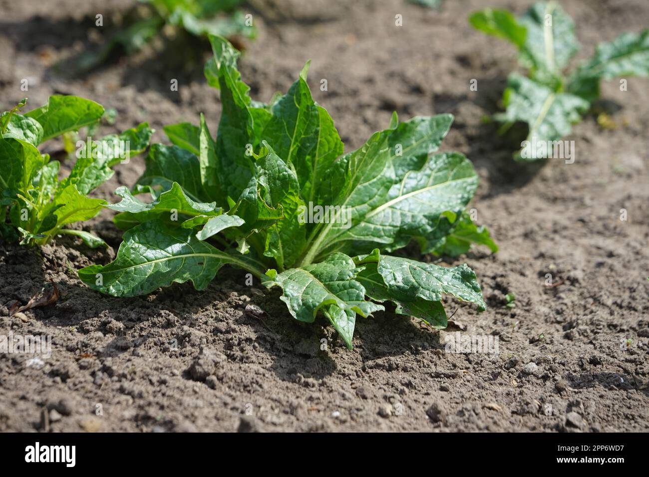 AlrauneMandrake im Kräutergarten Stockfoto