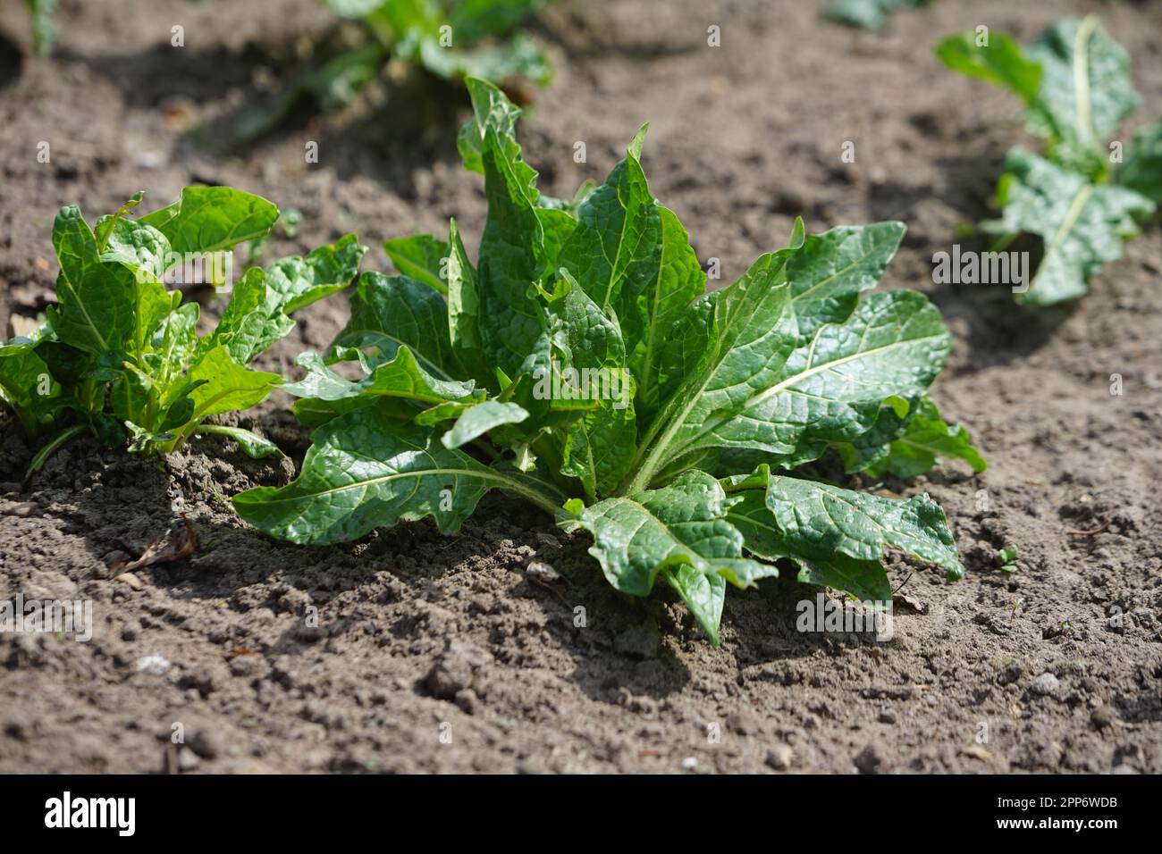 AlrauneMandrake im Kräutergarten Stockfoto