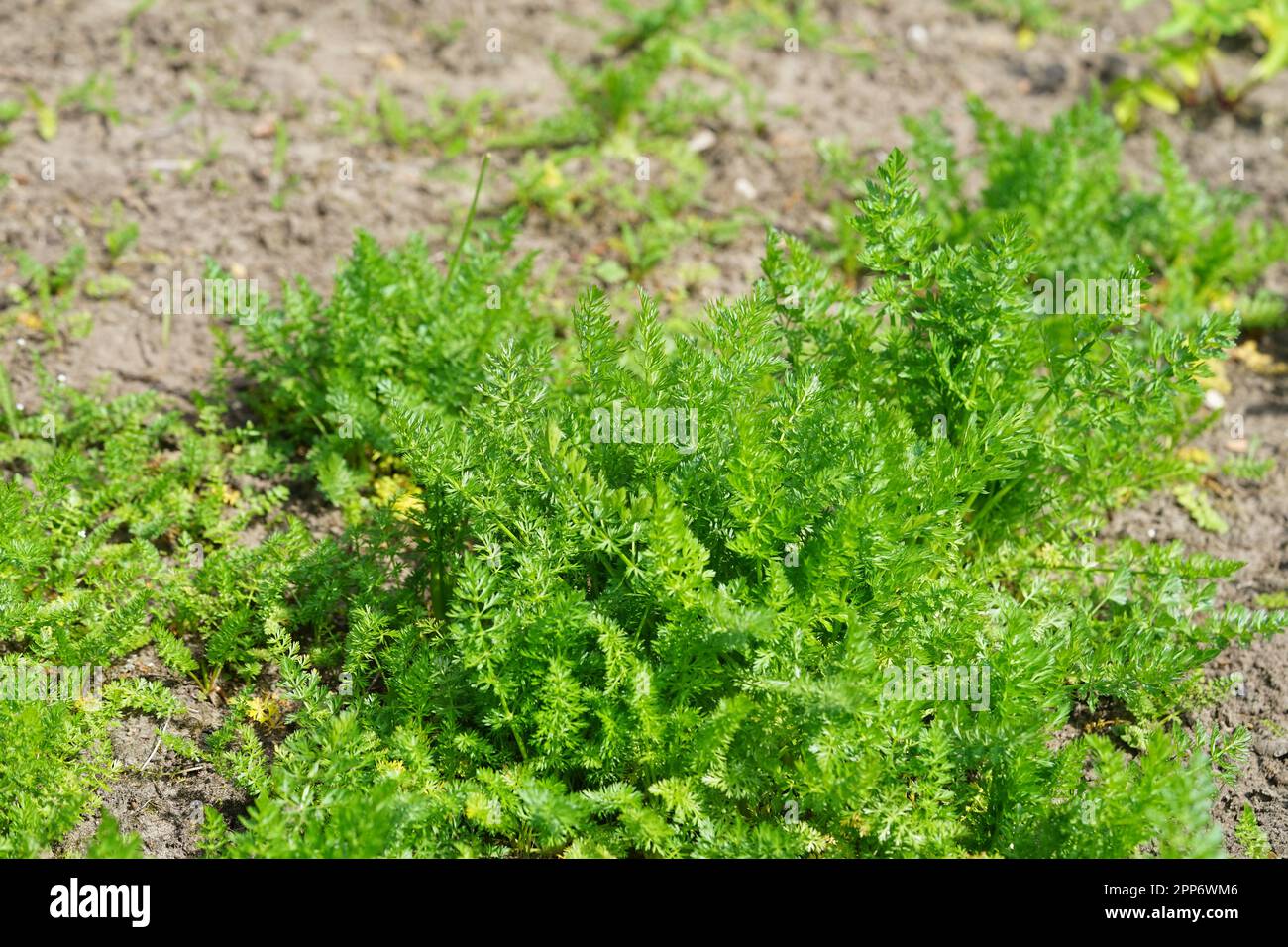 Echtes Kümmel, Carvi, Kümmel, Kümmel ist eine halbjährliche Rosettenpflanze mit Wurzelrübe. Stockfoto