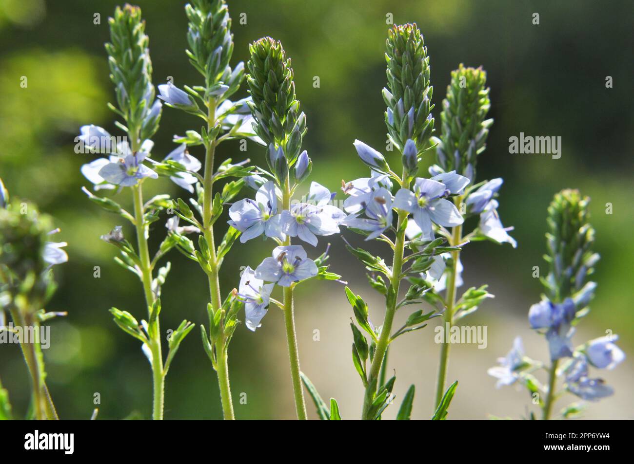 Im Frühling blüht Veronica prostrata in der Wildnis unter Gräsern Stockfoto