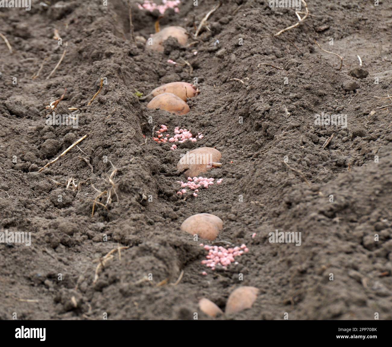 Auf dem Feld werden Pflanzkartoffeln vor dem Umwickeln in Reihen im Boden gepflanzt Stockfoto