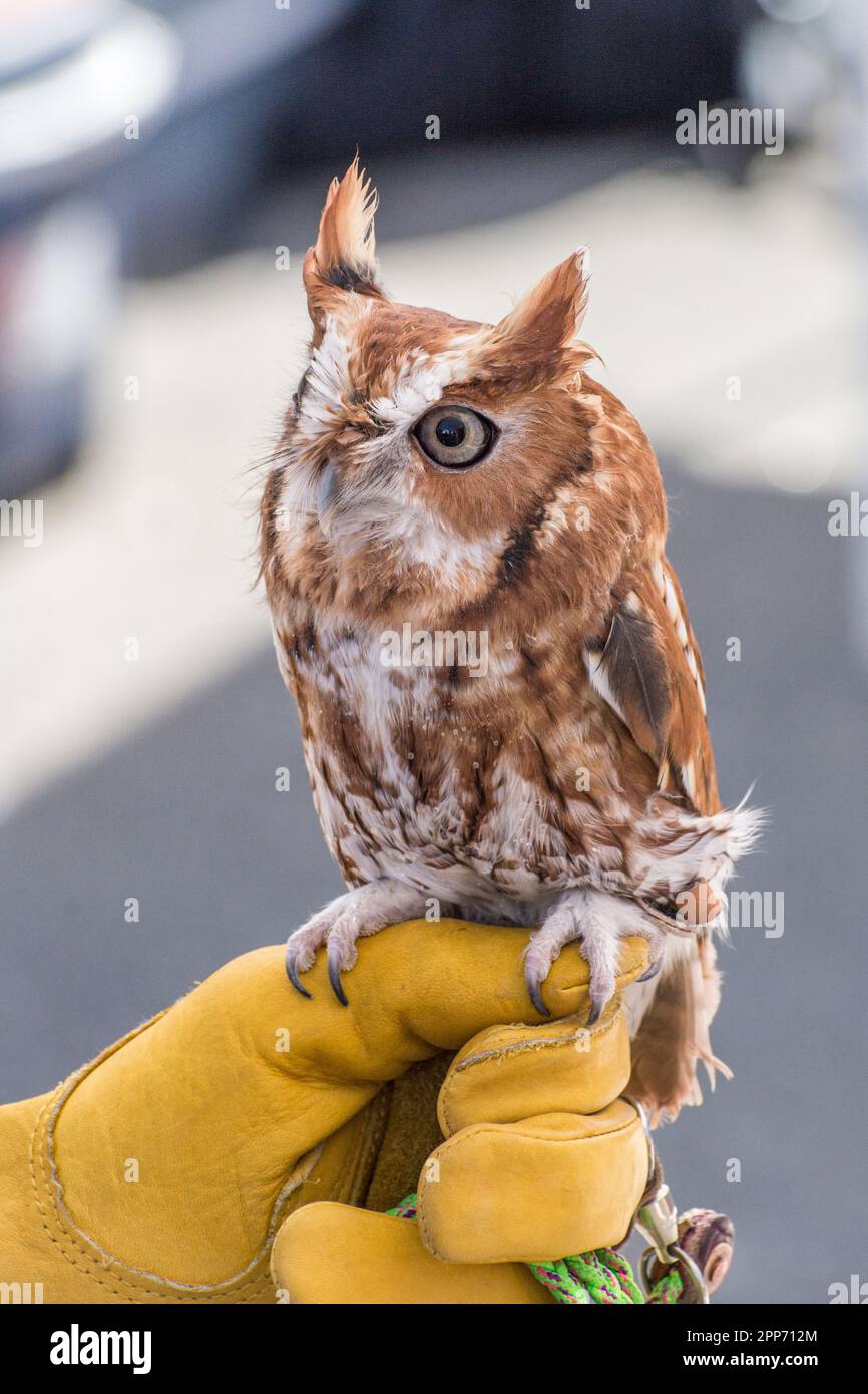 Ojai, Kalifornien, 4. November 2018 – eine östliche Kreischkeule (Megascops asio; Red Morph) auf einem Handschuh während der offenen Tür im Ojai Raptor Center. Stockfoto