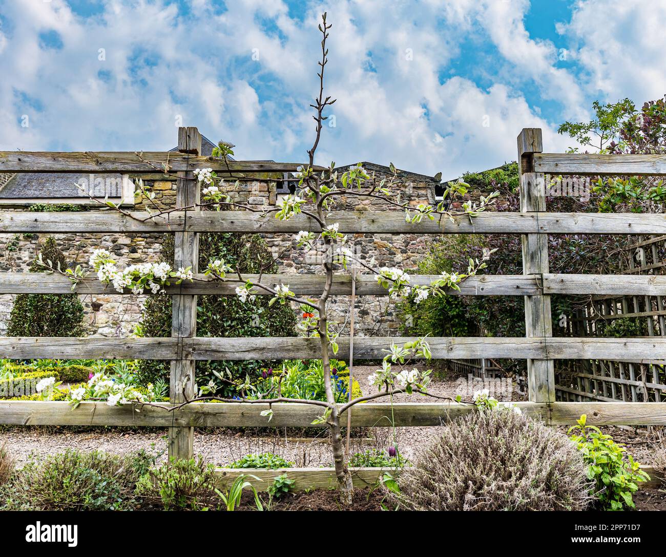 Dunbar's Close Garden, Edinburgh, Schottland, Großbritannien, ist ein blühender Apfelbaum, der auf einem Zaun wächst Stockfoto